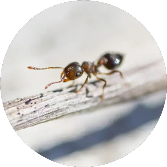  Ant Species Macro Photography Png Ant Transparent