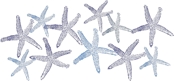  Blue Starfish Clip Art Transparent Transparent Background Starfish Clipart Png Starfish Transparent Background