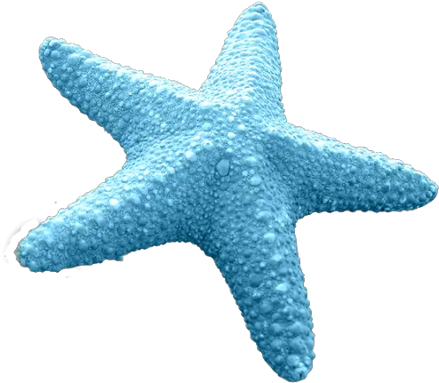  Starfish Sea Clip Art Starfish Transparent Png Image Blue Starfish Transparent Background Sea Png