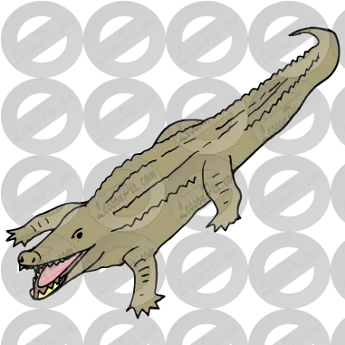  Lessonpix Mobile American Crocodile Png Crocodile Png