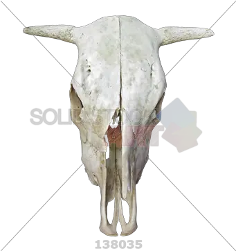  Stock Photo Of Skull A Cow With Horns Bull Png Bone Transparent Background