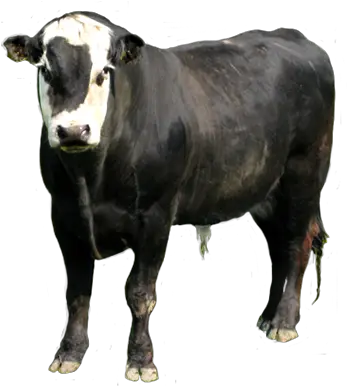  Animal Clip Art Zebu Png Bull Png