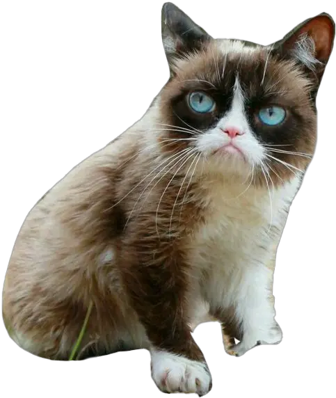  Grumpy Cat Png Picture Grumpy Cat No Background Grumpy Png