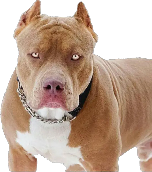  Pit Bull Png Pit Bull Dogs Pit Bull Png