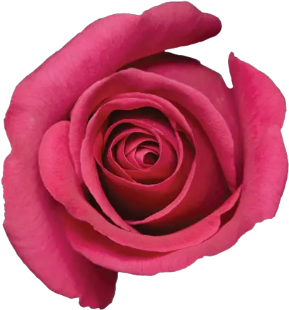  Pink Floyd Garden Roses Png Pink Floyd Png