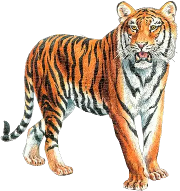  Tiger Tiger Psd Png Tiger Png