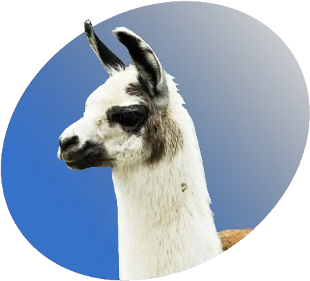  Llama P Icon Animal Lhama Png Llama Png