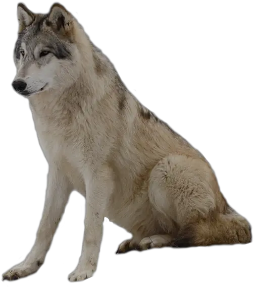  Grey Wolf Png Photos Grey Wolf Png Wolves Png