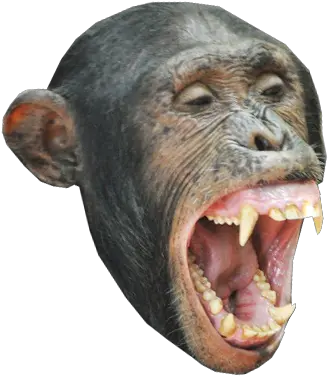  Download Monkey Head Messages Sticker Monkey Head Png Monkey Png