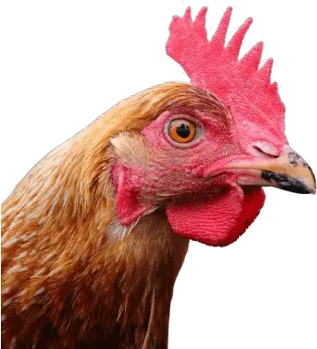  Download Chicken Head Png Image Hq Chicken Head Png Chicken Png