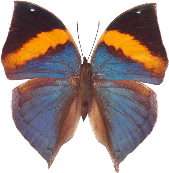  Butterfly Png Image Free Picture Download Butterfly Blue Butterflies Png