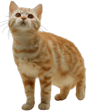  Search Results For Nyan Cat Png Hereu0027s A Great List Of Cat Png Nyan Cat Png