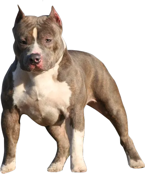  Free American Bully Psd Vector Graphic Vectorhqcom American Bully No Background Png Bull Dog Png