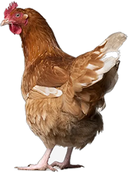  Chicken Png Icon Images Download Chicken Png Chicken Icon Png