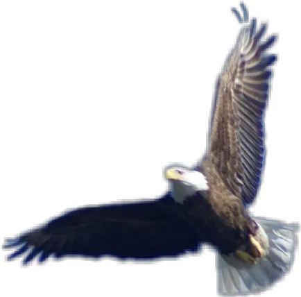  Bald Eagle Flying Eagle Hd Png Download Original Size Bald Eagle Eagle Flying Png