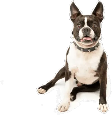  Boston Terrier Puppies For Sale In Boston Terrier Puppies Ohio Png Boston Terrier Png