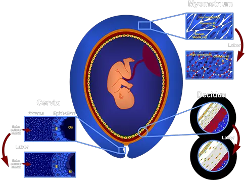  The Perinatology Research Branch Nichdnih Home Cuerpo De Bomberos De Venezuela Png Wayne State Logo