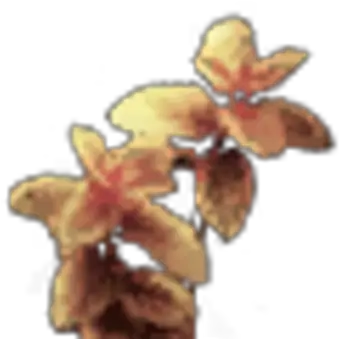  Amber Herb Dark Souls Wiki Fandom Dark Souls 2 Amber Herb Png Herb Png