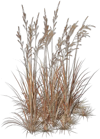  Marvelous Artworks U2022 View Topic Brown Grass Transparent Brown Grass Hd Transprent Png Grass Png Transparent