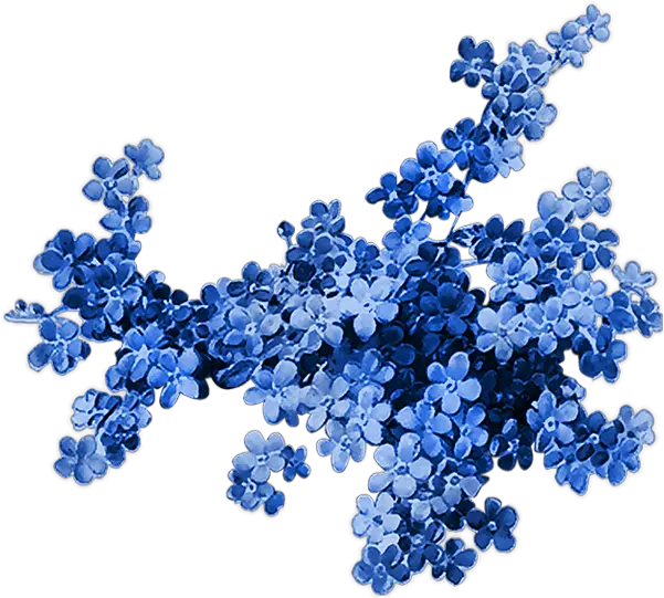  Printemps Myosotis Png Tube Fleur Blue Flower Png Transparent Png Forget Me Not Paper Blue Flower Png