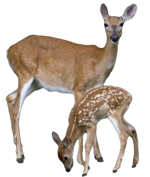  Download Free Png Transparent Deer With Baby Deer Transparent Background Deer Head Png