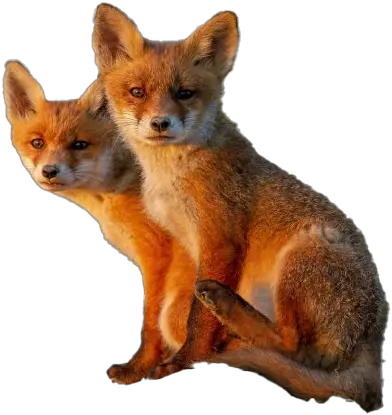  Fox Png Images Hd Play Swift Fox Fox Png