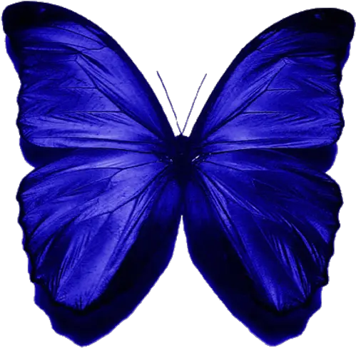  Edited By C Freedom Blue Butterfly Free Images At Clker Beautiful Butterfly Png Blue Butterfly Png