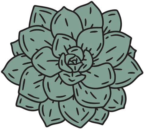  Succulent Plant From Top Color Stroke Transparent Png U0026 Svg Succulent Aesthetic Cactus Drawing Cute Skull And Roses Icon Tumblr