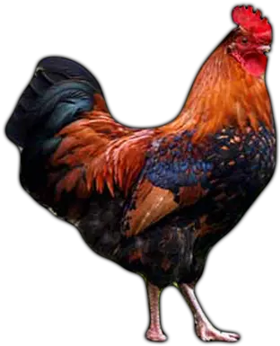  Farm Animals Rooster Learn About Rooster Rooster Lessons Farm Animals Rooster Png Rooster Png