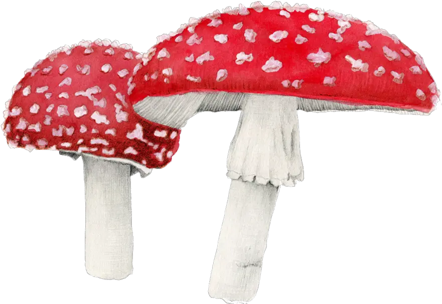  Amanita Muscaria Png Free Download Mart Amanita Muscaria Png Mushroom Png