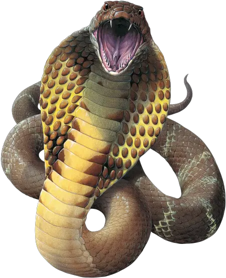  Transparent Cobra Snake Hd King Cobra Transparent Background Png Snake Transparent Background