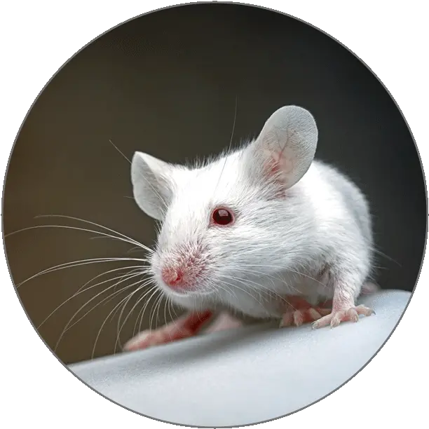  Learn Catalan Alphabets Rat Png Mouse Rodent Icon