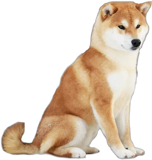  Dog Shikoku Sakhalin Husky Clipart Hokkaido Png Husky Transparent