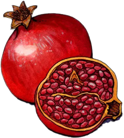  Pomegranate Png Photos Seedless Fruit Pomegranate Png