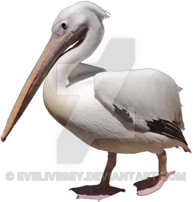  Pelican Png Image Pelican Png Pelican Png