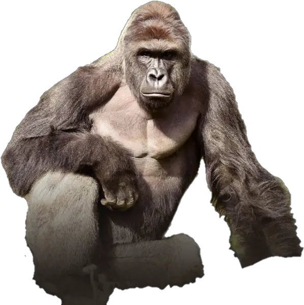  Picture Harambe Png Harambe Transparent