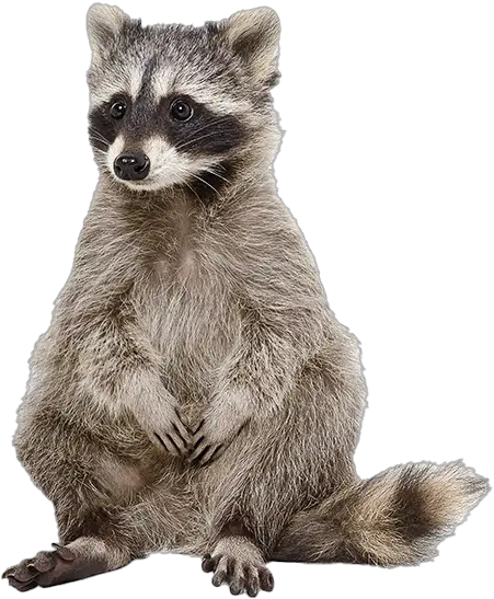  Raccoon Png Photos Raccoon Png Raccoon Transparent Background