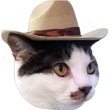  Jojou0027s Dojo Domestic Cat Png Jojo Hat Png