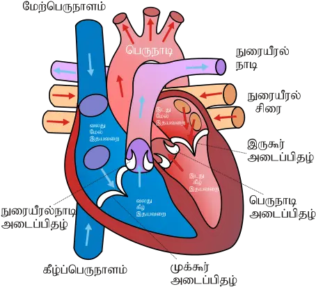  Human Heart Sketch Diagram Heart Cartoon Diagram Png Human Heart Png