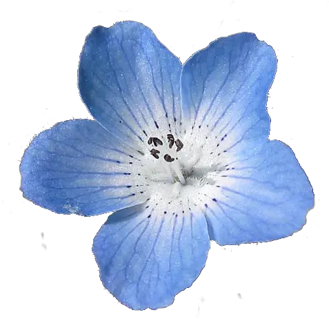  623 Images About Edit Blue Flower Transparent Background Png Real Flower Png