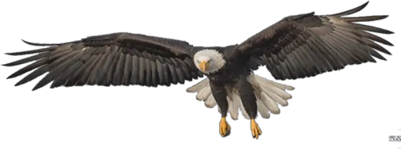  Eagle Png Image Purepng Free Transparent Cc0 Png Image Flying Eagle Transparent Bald Eagle Png