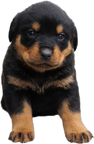  Rottweiler Puppy Png All Rottweiler Puppy Transparent Puppy Png