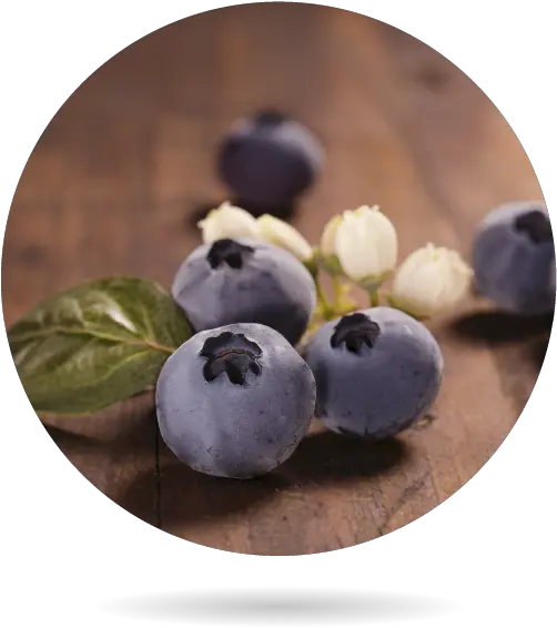  Organic Blueberry Bionest Agricultura Ecológica Bilberry Png Blueberry Png