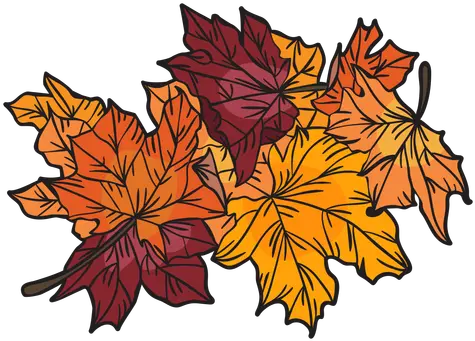  Hand Drawn Maple Leaves Transparent Png U0026 Svg Vector File Monton De Hojas De Otoño Png Maple Leaf Transparent Background