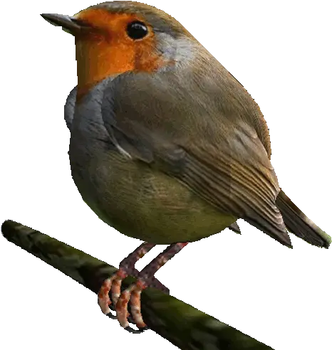  Bird Sticker By Badblueprints For Ios Android Giphy Animated Robin Bird Transparent Png Bird Transparent