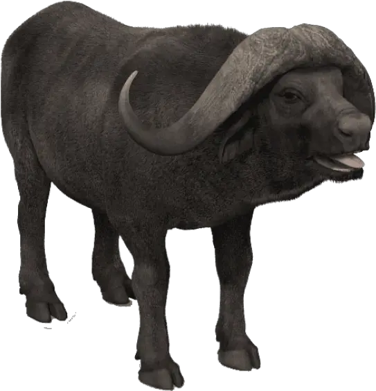  Download Free Png African Buffalo Photo Images Ox Buffalo Png