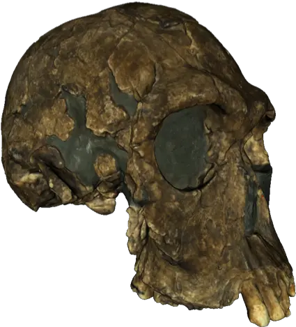  A 3d Textured Model Of The 1813 Er Skull Turkana People Skull Png 3d Skull Png