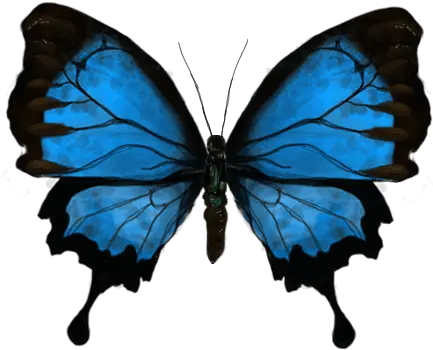  Top Butterfly Gif Stickers For Android Blue Butterfly Animated Gif Png Butterfly Gif Transparent