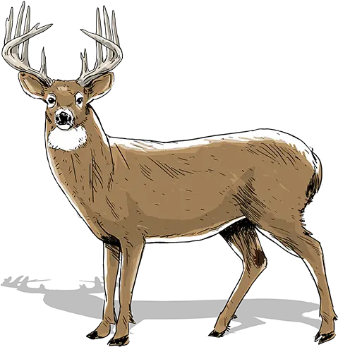  How To Age Bucks Realtree Camo 2 Year Old Buck Png Deer Transparent Background