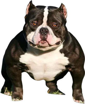  Pit Bull Poet Laureate The American Bully American Bully Dog Png Bull Dog Png